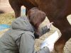 Tall Grass Animal Acupressure