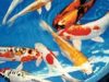 Thorley International Koi