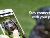 Dog Fence