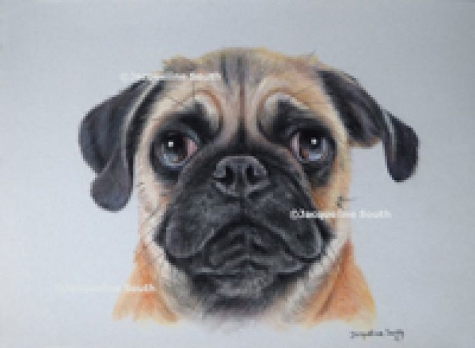 Jacqueline South Illustration & Design – Artist