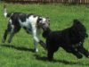 Penhazy Dog Retreat