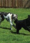 Penhazy Dog Retreat