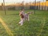 Airpets Ltd