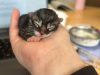 Destitute Animal Shelter