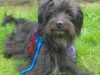 Ilkeston District Dog Training Club