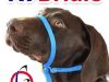 K9 Bridle