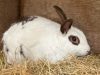 Lord Whisky @ Park House Animal Sanctuary