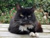 Lord Whisky @ Park House Animal Sanctuary