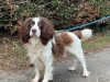 Lord Whisky @ Park House Animal Sanctuary