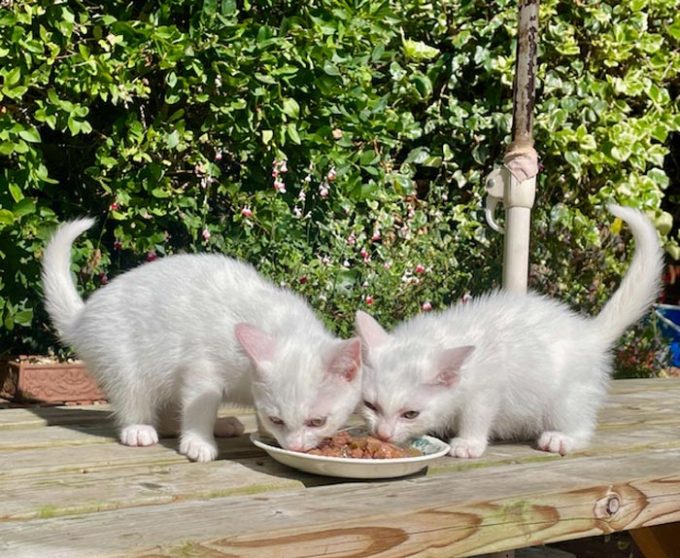 Lord Whisky @ Park House Animal Sanctuary
