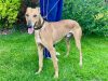 Lord Whisky @ Park House Animal Sanctuary