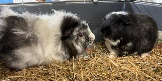 Lord Whisky @ Park House Animal Sanctuary