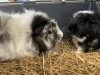 Lord Whisky @ Park House Animal Sanctuary