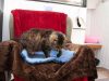 Mossdale Cat Boarding Kennels
