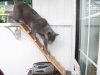 Mossdale Cat Boarding Kennels