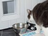 Mossdale Cat Boarding Kennels