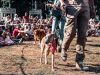 Pet Waste Solutions