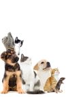 Thor’s Oak Ocicats
