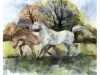 Sarah Brown Cards