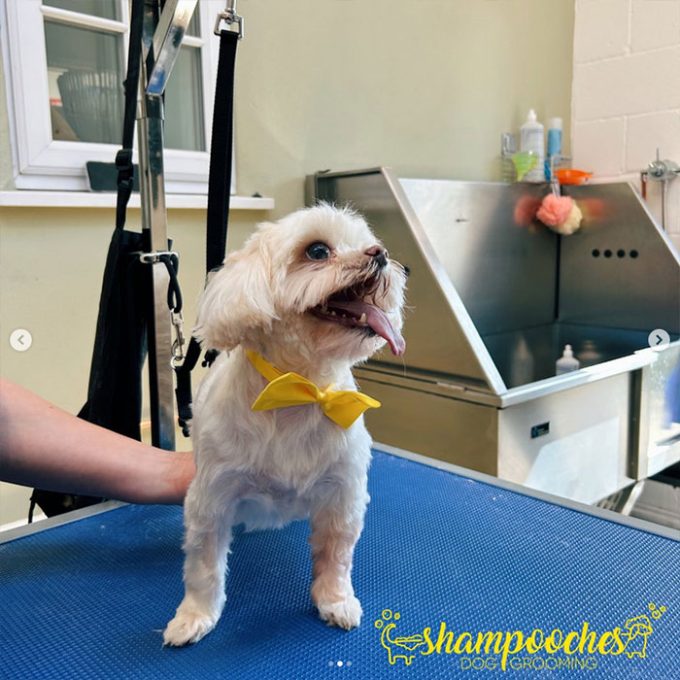 Shampooches