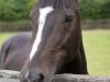 Suffolk Pet & Horse Crematorium