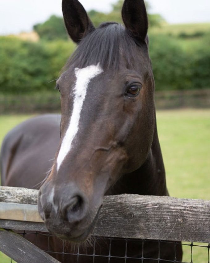 Suffolk Pet & Horse Crematorium