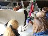 Tall Grass Animal Acupressure