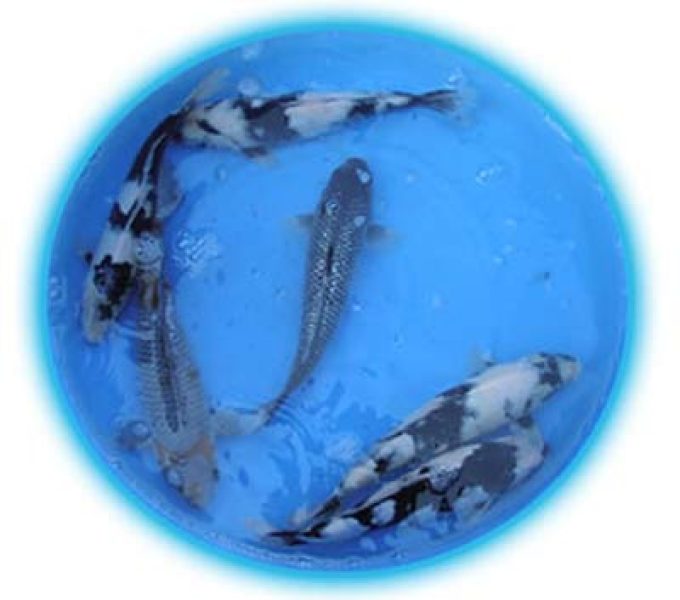 Tc Koi
