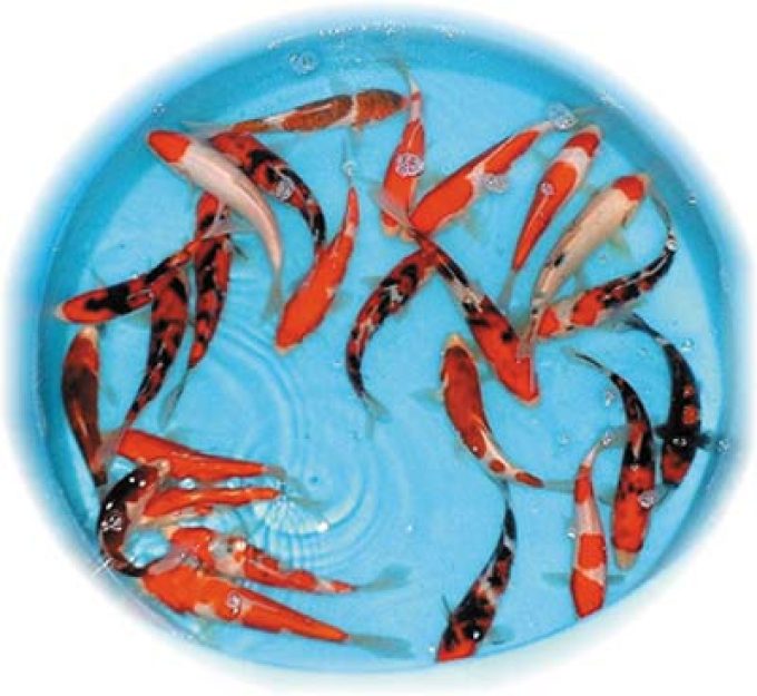 Tc Koi