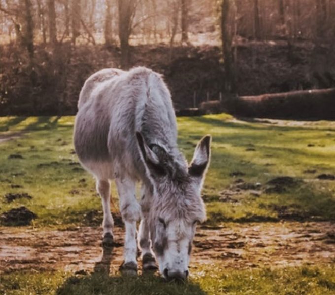 The Equine End of Life Service