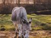 The Equine End of Life Service