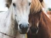 The Equine End of Life Service