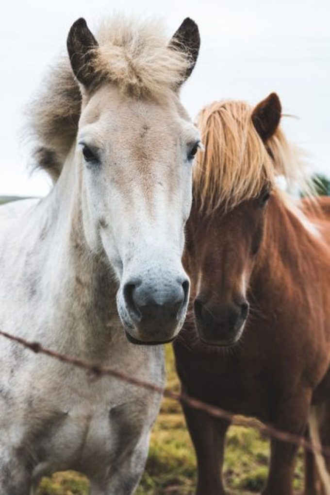 The Equine End of Life Service