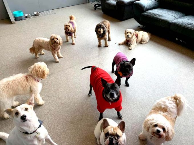 The Pet Empawrium