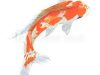 Sookholme Koi & Tropicals