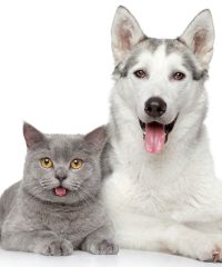 The Pet Empawrium