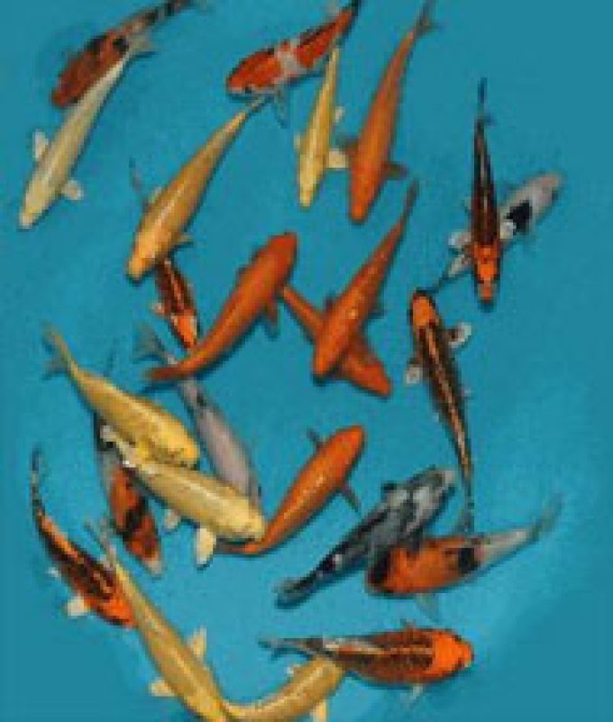 The Oaks Koi Farm