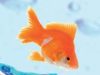 Nautilus Aquatics