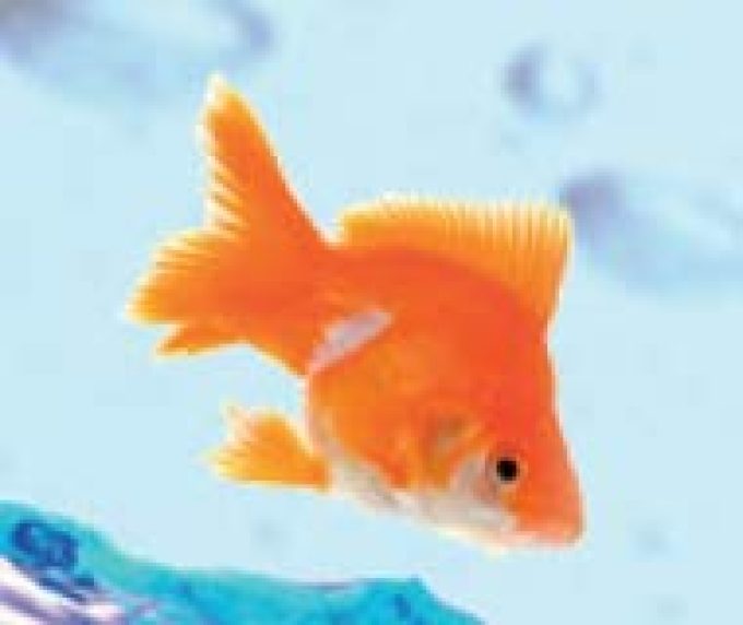 Nautilus Aquatics