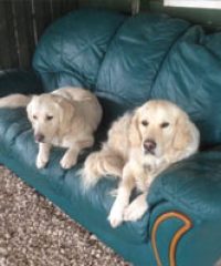 Pawstretchers