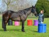 Natures Equine Ltd