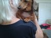 Happi Tails Home & Pet Sitting Services