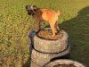 Ryslip Pet Care & Activity Centre