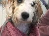 Ryslip Pet Care & Activity Centre