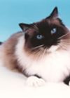 Emerisle Ragdolls