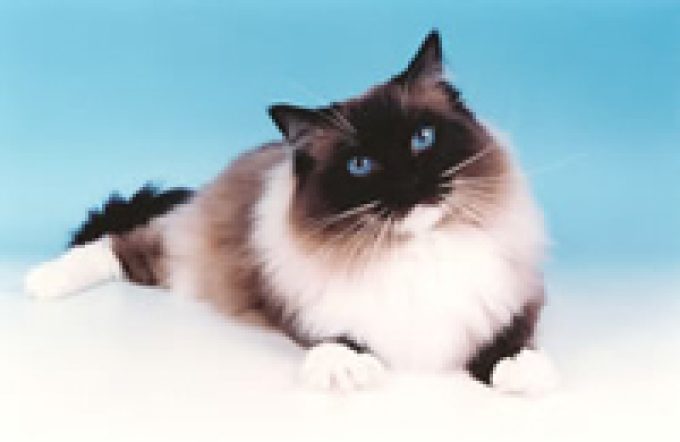 Emerisle Ragdolls