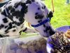 Bentley's Dog Food