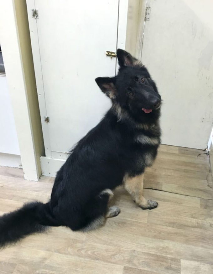 K9 Heaven Dog Grooming
