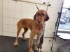 K9 Heaven Dog Grooming
