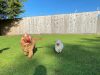 London & Essex Kents Farm Kennels & Cattery